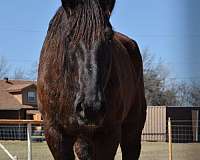 percheron-gelding