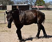 percheron-horse-for-sale