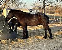 percheron-horse