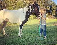 gypsy-vanner-horse-for-sale