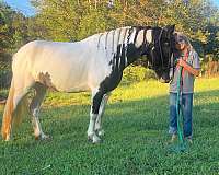 gypsy-vanner-mare