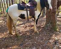 gypsy-vanner-horse