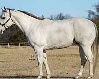 athletic-quarter-horse