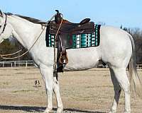 calf-roping-quarter-horse