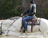 ranch-work-quarter-horse