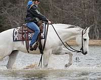 roping-quarter-horse