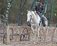 western-riding-quarter-horse