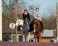 trail-riding-quarter-horse