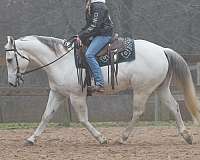 working-cattle-quarter-horse