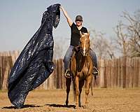 barrel-racing-quarter-horse