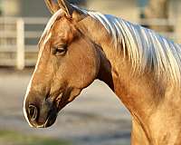 calf-roping-quarter-horse