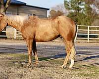 athletic-quarter-horse