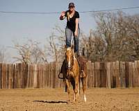 ranch-versatility-quarter-horse