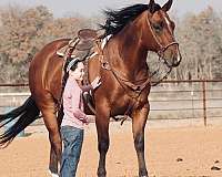 husband-safe-quarter-horse