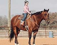 ranch-work-quarter-horse