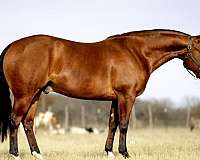 western-riding-quarter-horse