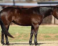 cross-friesian-horse