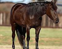 flashy-friesian-horse