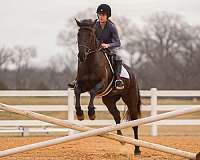 jumping-friesian-horse