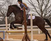 performance-friesian-horse