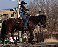 ranch-versatility-friesian-horse