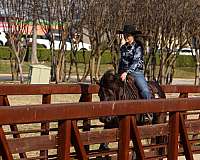 trail-riding-friesian-horse