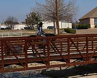 working-cattle-friesian-horse