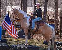 athletic-draft-horse