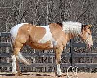 cross-draft-horse