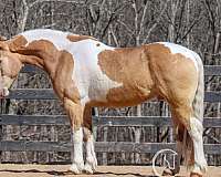 flashy-draft-horse