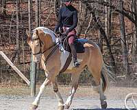 parade-draft-horse