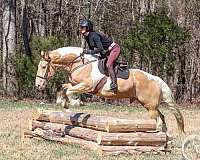 ranch-work-draft-horse