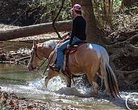 ridden-english-draft-horse