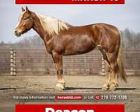 all-around-belgian-horse