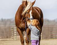 athletic-belgian-horse