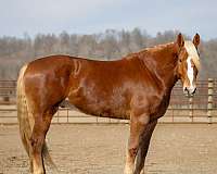 draft-belgian-horse