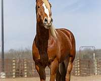 flashy-belgian-horse