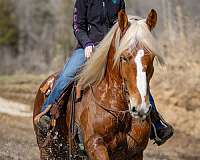 kid-safe-belgian-horse