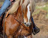 parade-belgian-horse