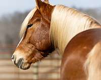 cross-belgian-horse