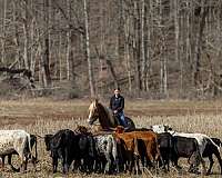 ranch-work-belgian-horse