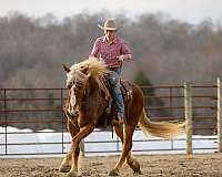 show-belgian-horse