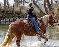 trail-riding-belgian-horse