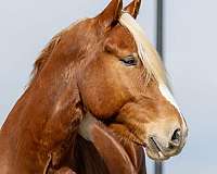 working-cattle-belgian-horse