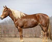 youth-belgian-horse