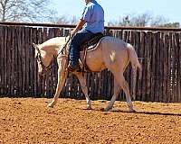 athletic-quarter-horse