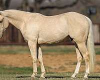 calf-roping-quarter-horse