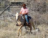 ranch-work-quarter-horse