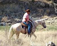 roping-quarter-horse