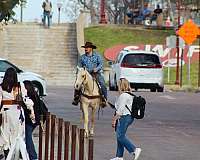 team-penning-quarter-horse